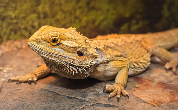 Bearded Dragon