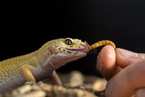 Gecko